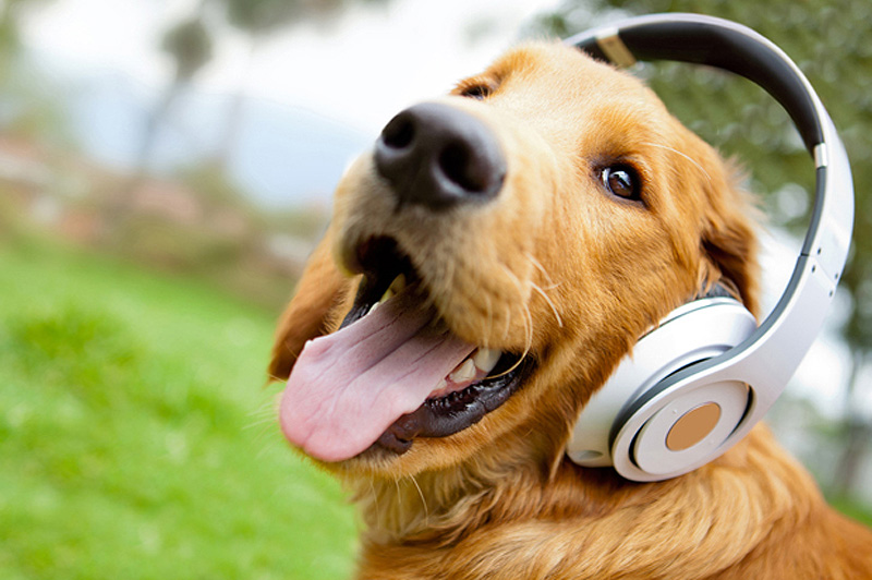 dog noise control